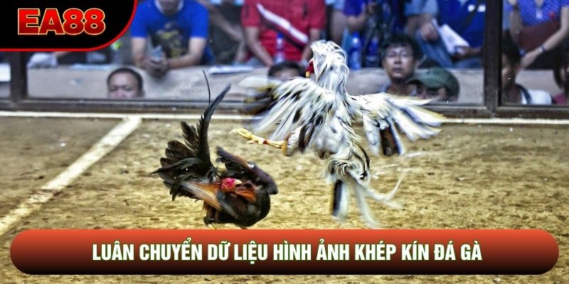 Luân chuyển dữ liệu hình ảnh khép kín đá gà Luân chuyển dữ liệu hình ảnh khép kín đá gà