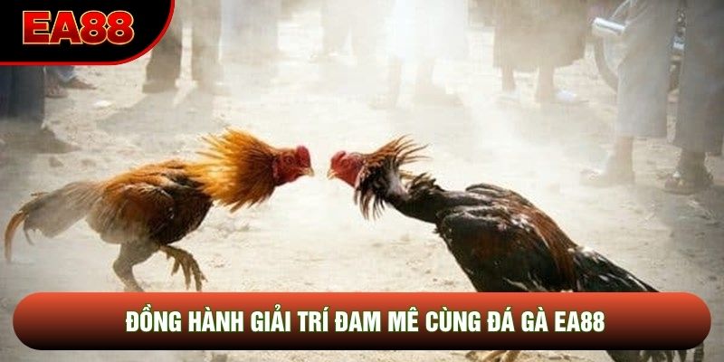 Đa dạng giải đấu trực tiếp kịch tính Đa dạng giải đấu trực tiếp kịch tính