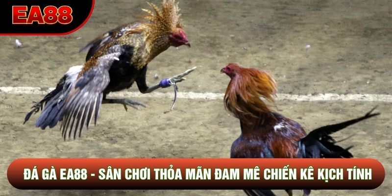 Đồng hành giải trí đam mê cùng đá gà EA88 Đồng hành giải trí đam mê cùng đá gà EA88
